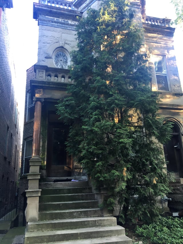 Chicago-Greystone-With-Large-Green-Tree-in-Center