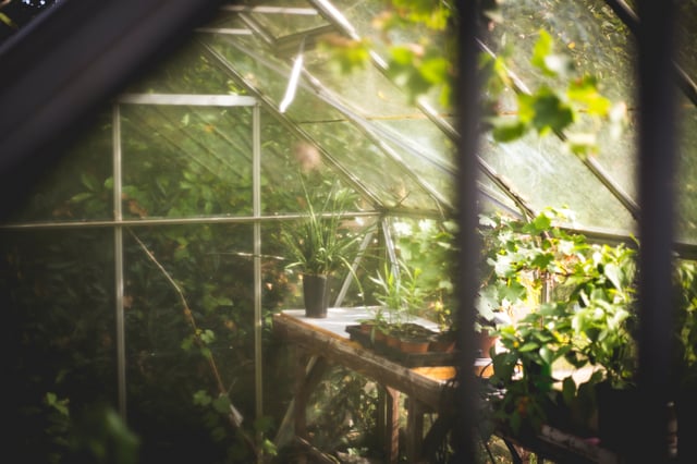 greenhouse-with-light-from-upper-right-hand-corner.jpg