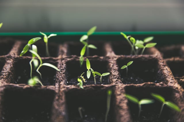 small-green-shoots-growing-in-container.jpg