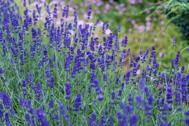 Lavender-Flowers-in-a-Field.jpg