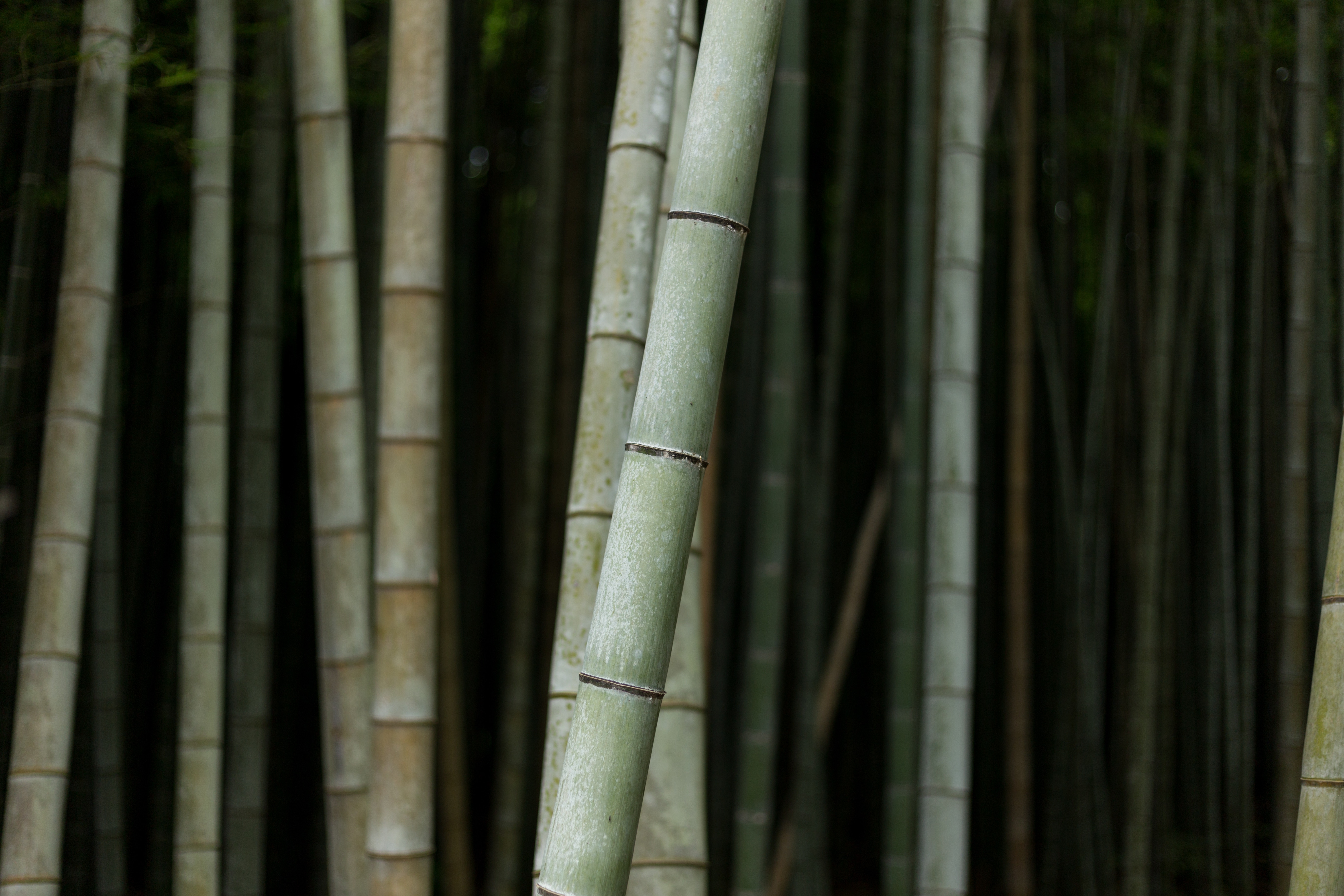 bamboo-in-a-forest