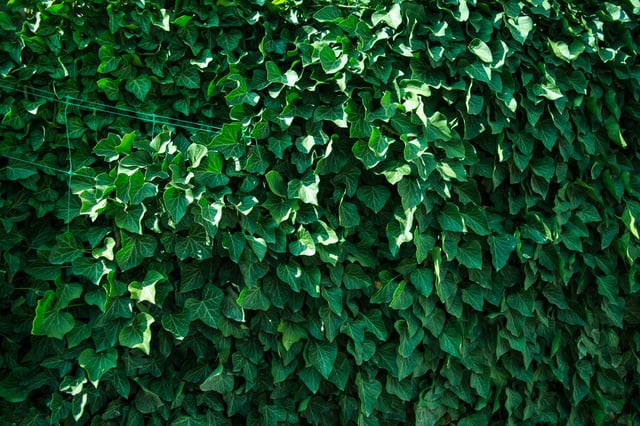 green-ivy-vines=close-up