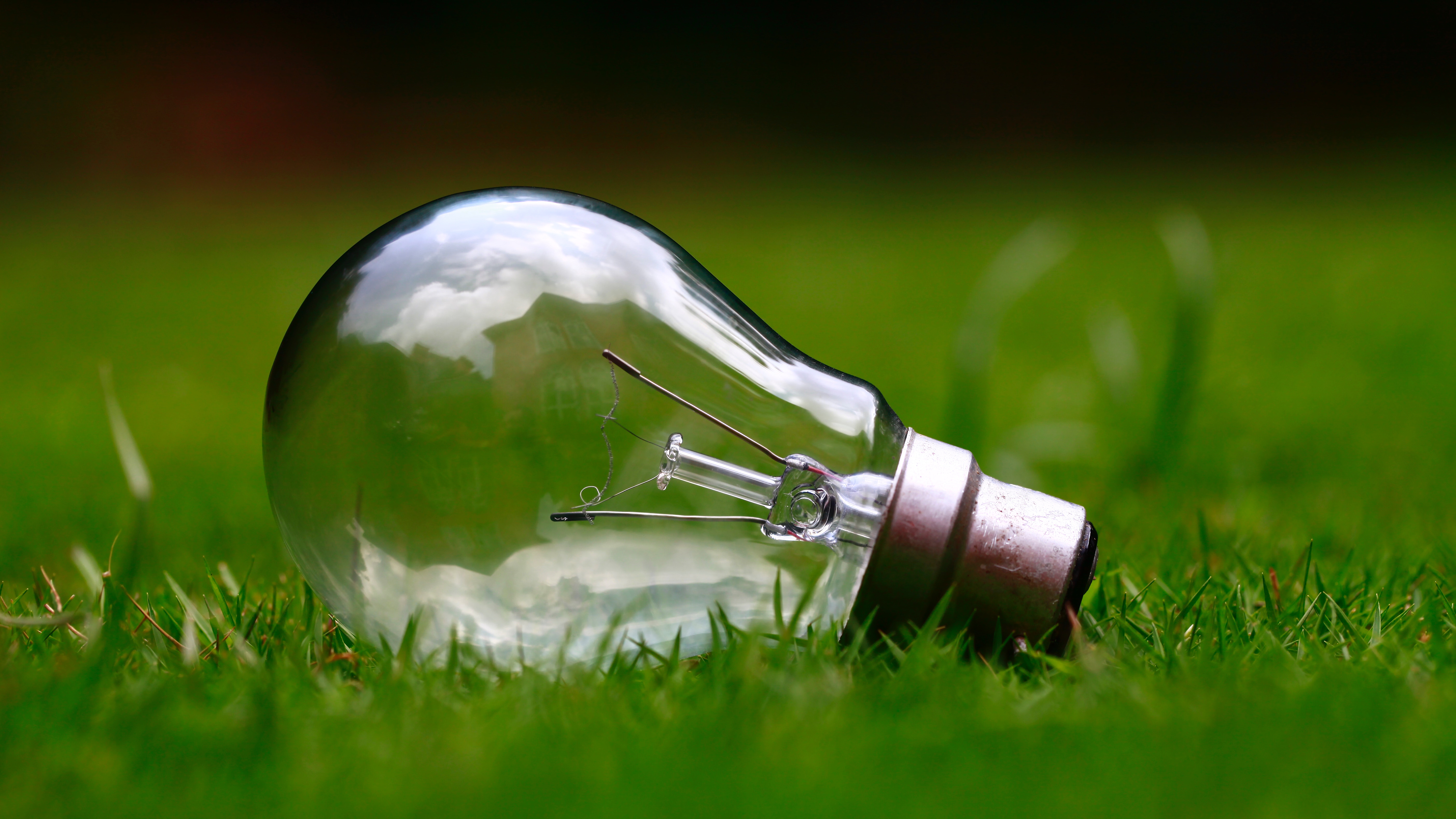 lightbulb laying in green grass